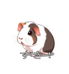 モルモットがいっぱい（個別スタンプ：37）