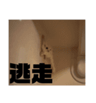 モモンガスタンプver.0（個別スタンプ：3）