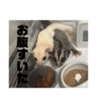 モモンガスタンプver.0（個別スタンプ：8）