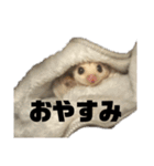 モモンガスタンプver.0（個別スタンプ：9）