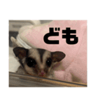 モモンガスタンプver.0（個別スタンプ：15）