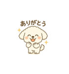 トイプードルのプチくん（個別スタンプ：1）