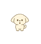 トイプードルのプチくん（個別スタンプ：10）