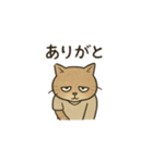 だるゆるねこ（個別スタンプ：5）