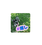 MINITUA SCHNAUZER TENN IN THE CAMP！（個別スタンプ：3）