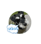 MINITUA SCHNAUZER TENN IN THE CAMP！（個別スタンプ：6）