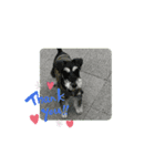MINITUA SCHNAUZER TENN IN THE CAMP！（個別スタンプ：8）