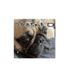 パグとの一日（個別スタンプ：8）