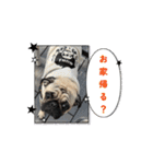 パグとの一日（個別スタンプ：11）