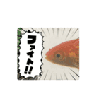 中1男子の金魚スタンプ（個別スタンプ：3）