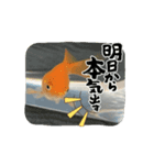 中1男子の金魚スタンプ（個別スタンプ：4）