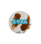 中1男子の金魚スタンプ（個別スタンプ：6）