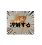 中1男子の金魚スタンプ（個別スタンプ：8）