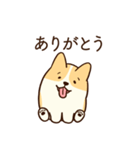 人懐こいコーギー(日常会話)（個別スタンプ：1）