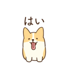 人懐こいコーギー(日常会話)（個別スタンプ：3）