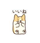 人懐こいコーギー(日常会話)（個別スタンプ：6）
