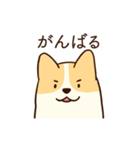 人懐こいコーギー(日常会話)（個別スタンプ：13）