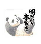 リアルかわいい日常パンダ2ᐢ⓿ᴥ⓿ᐢ₎（個別スタンプ：23）
