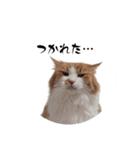なーさんの毎日2（個別スタンプ：13）