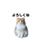 なーさんの毎日2（個別スタンプ：14）