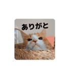 なーさんの毎日2（個別スタンプ：16）