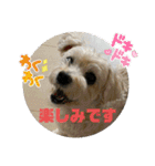 ココさんスタンプ02（個別スタンプ：12）