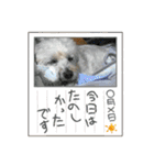ココさんスタンプ02（個別スタンプ：21）