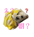 ココさんスタンプ02（個別スタンプ：33）