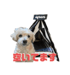 ココさんスタンプ02（個別スタンプ：35）