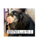 氏師ぶらうに〜(うにたん)（個別スタンプ：9）