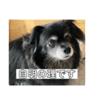 氏師ぶらうに〜(うにたん)（個別スタンプ：26）