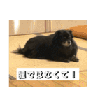 氏師ぶらうに〜(うにたん)（個別スタンプ：27）