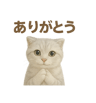 スコティッシュホールドの挨拶スタンプ（個別スタンプ：10）