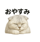 スコティッシュホールドの挨拶スタンプ（個別スタンプ：13）