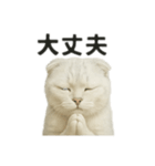 励ましにゃんこ（スコティッシュホールド）（個別スタンプ：5）