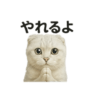 励ましにゃんこ（スコティッシュホールド）（個別スタンプ：6）