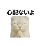 励ましにゃんこ（スコティッシュホールド）（個別スタンプ：8）