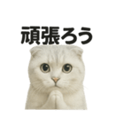 励ましにゃんこ（スコティッシュホールド）（個別スタンプ：9）