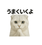 励ましにゃんこ（スコティッシュホールド）（個別スタンプ：11）