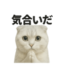 励ましにゃんこ（スコティッシュホールド）（個別スタンプ：12）