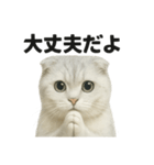 励ましにゃんこ（スコティッシュホールド）（個別スタンプ：13）