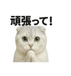 励ましにゃんこ（スコティッシュホールド）（個別スタンプ：14）