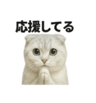 励ましにゃんこ（スコティッシュホールド）（個別スタンプ：15）