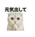 励ましにゃんこ（スコティッシュホールド）（個別スタンプ：16）