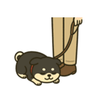 散歩に行きたくない黒豆柴（個別スタンプ：4）