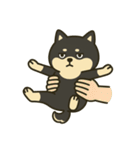 散歩に行きたくない黒豆柴（個別スタンプ：12）