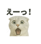 びっくり猫（スコティッシュホールド）（個別スタンプ：1）