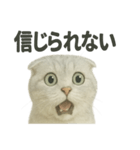 びっくり猫（スコティッシュホールド）（個別スタンプ：2）