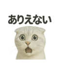 びっくり猫（スコティッシュホールド）（個別スタンプ：3）