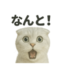 びっくり猫（スコティッシュホールド）（個別スタンプ：4）